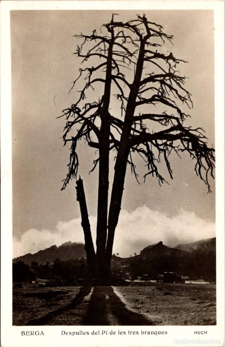 Postales: Berga - Despulles del Pi de les tres branques - Huch - 140x90mm