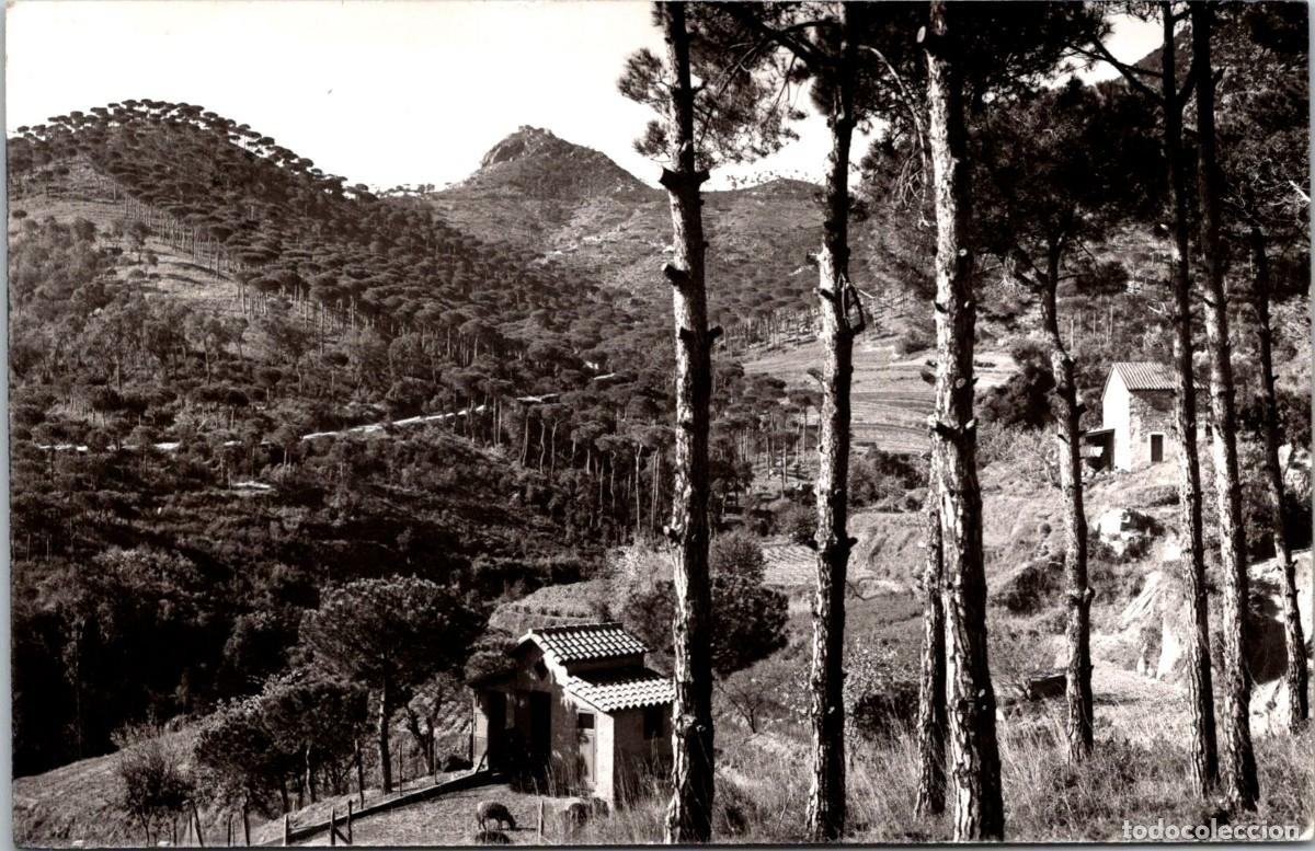 Postales: Argentona - Paseo de Burriach - Foto G&uuml;ell - 140x91mm - In&eacute;dita en Todocolecci&oacute;n