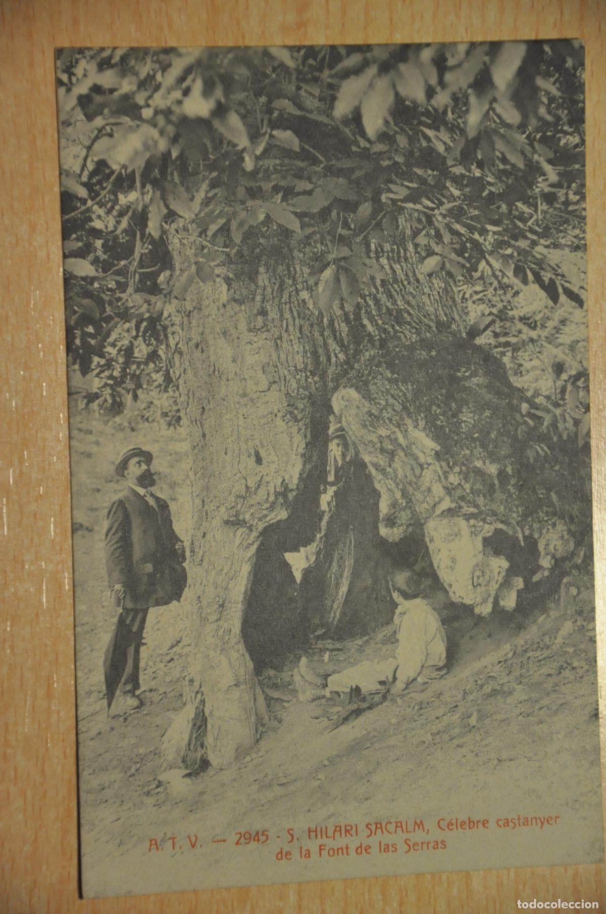 Postales: postal s.hilari sacalm, celebre castanyer de la font de las serras, atv 2945