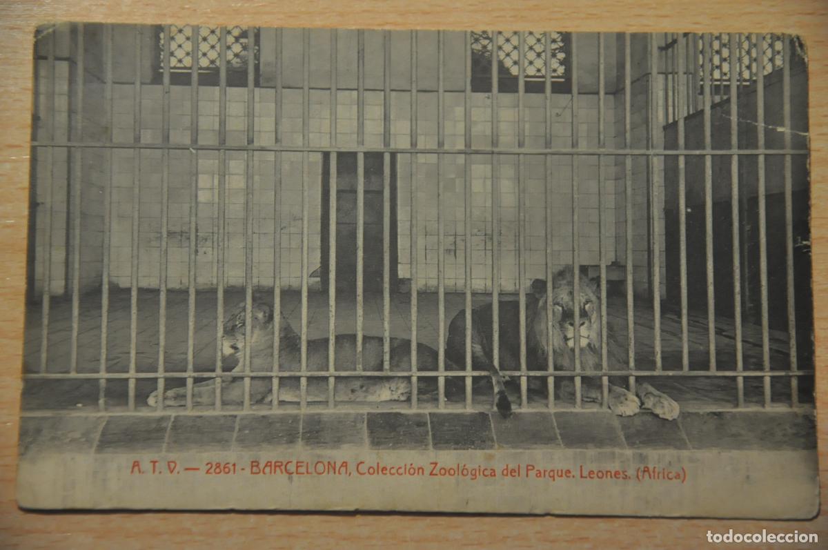 Cartes Postales: postal barcelona, coleccion zoologica del parque, leones (africa), atv 2861