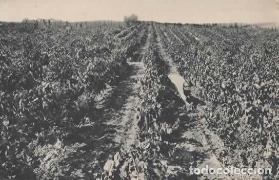 Cartes Postales: BARCELONA SAN SADURNI DE NOYA SIN ESCRIBIR CASA CODORNIU