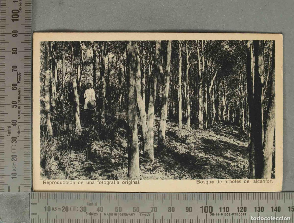 Postales: POSTAL. Bosque de &aacute;rboles del alcanfor - Foto 1