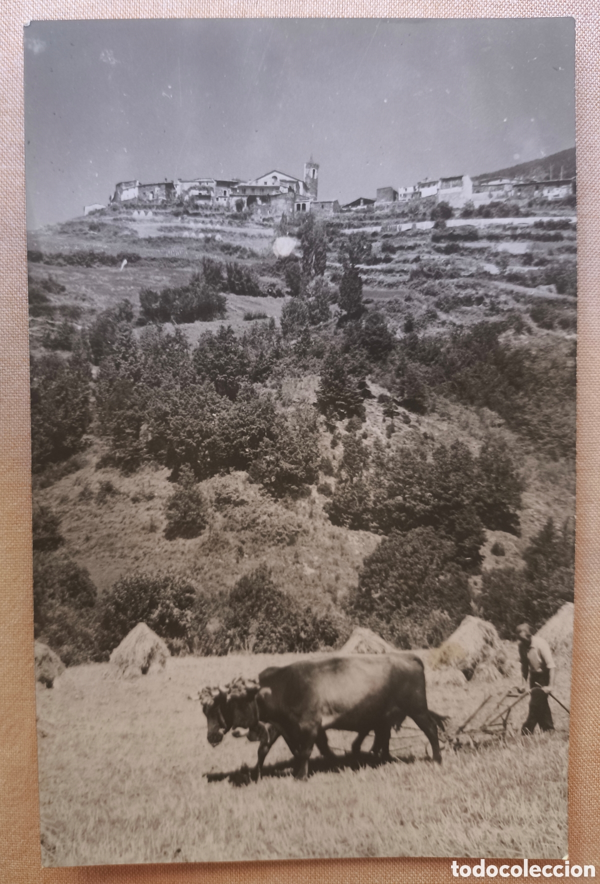 Postales: PARDINES POSTAL FOTOGRAF&Iacute;CA RIPOLL&Egrave;S GIRONA C. 1950