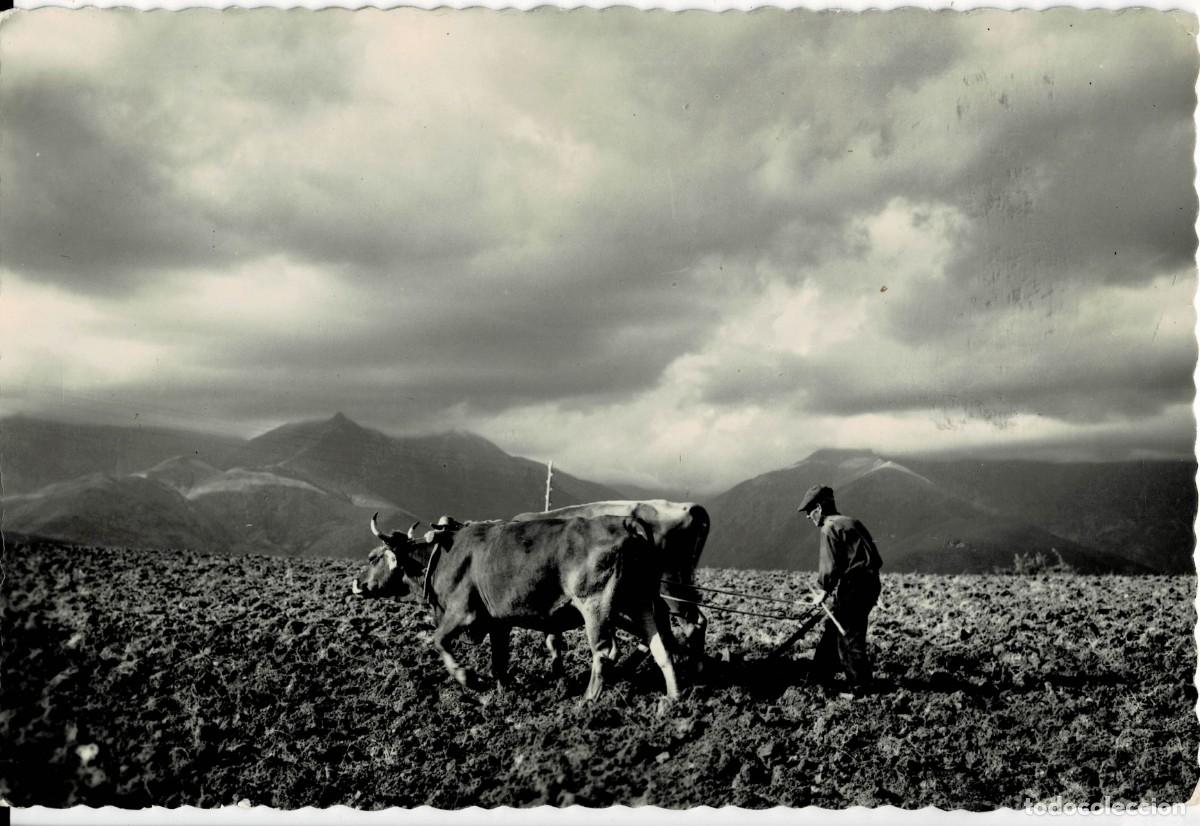 Postales: POSTAL MODERNA DE CATALU&Ntilde;A. PALLARS. ARANDO EN LA CREU DE PERBES. P-CAT-2111