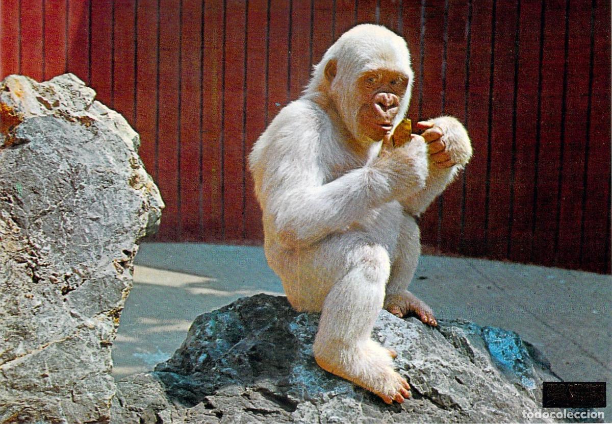 Postales: Postal de Copito de Nieve Gorila Albino Parque Zool&oacute;gico Barcelona