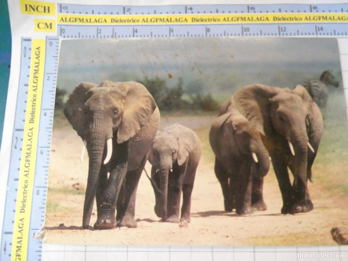 Postales: POSTAL DE TARRAGONNA. A&Ntilde;O 1993. AQUALEON FINCA LES BASSES ALBINYANA ELEFANTES. 3633