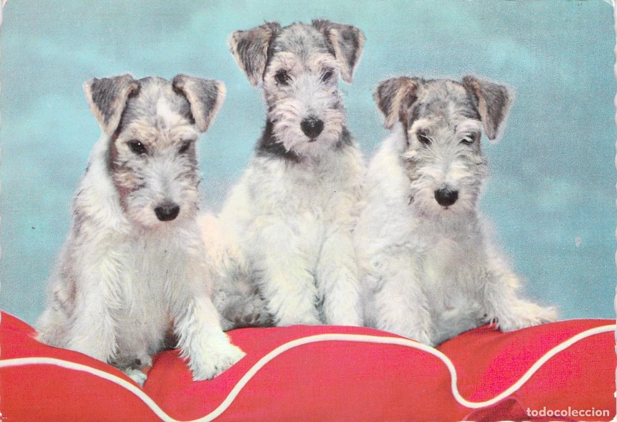 Postales: Postal de Tres Cachorros Fox Terrier sobre Coj&iacute;n Rojo
