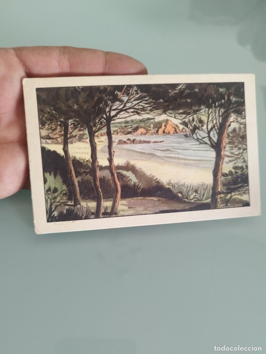 Postales: Tarjeta postal de paisaje costero con pinos. Costa Brava.