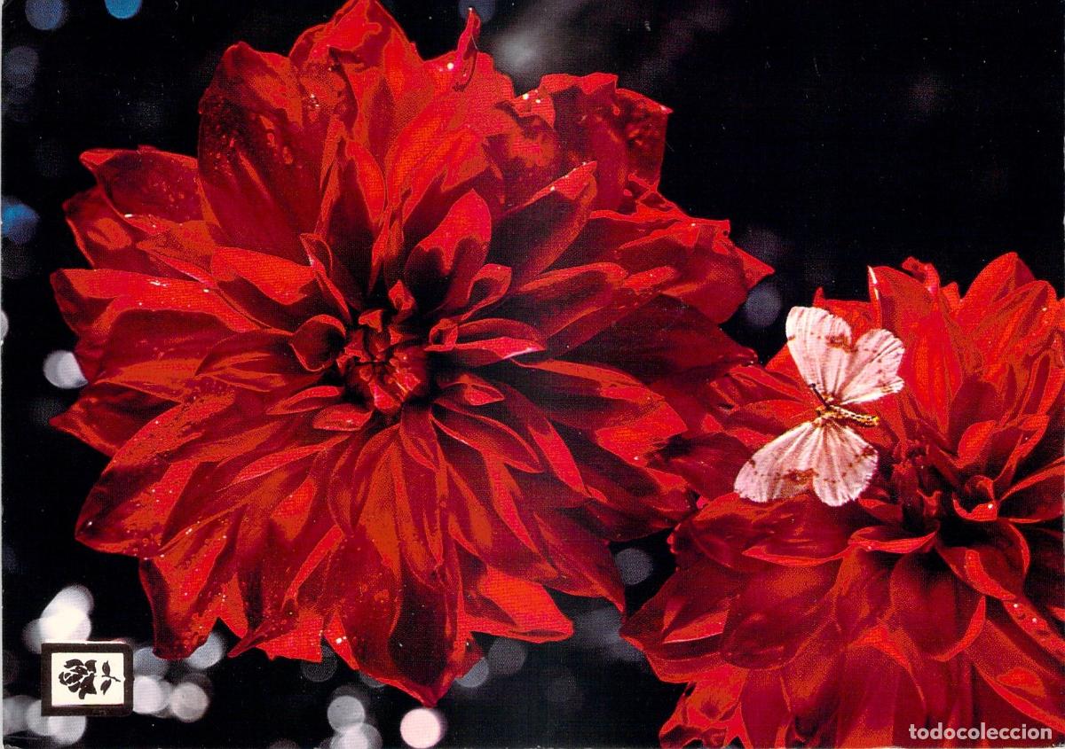 Postales: Postal de flor dalia roja con mariposa