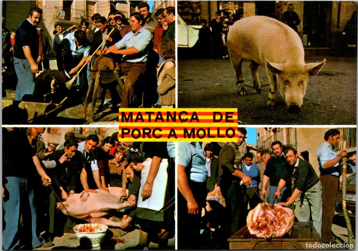 Postales: Moll&oacute; - Matan&ccedil;a del porc t&iacute;pica del Pirineu - Dist. Albo 1416/C - 148x104mm