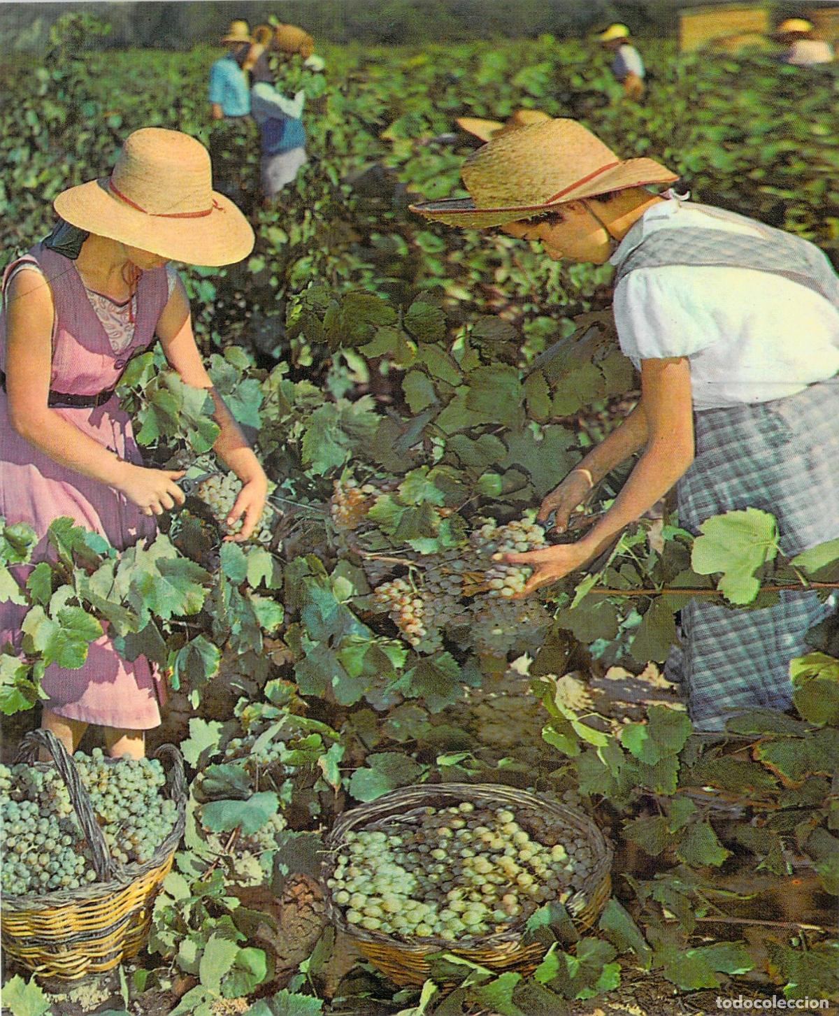 Postales: Postal de Cavas Codorniu: Escena de Vendimia en Catalu&ntilde;a