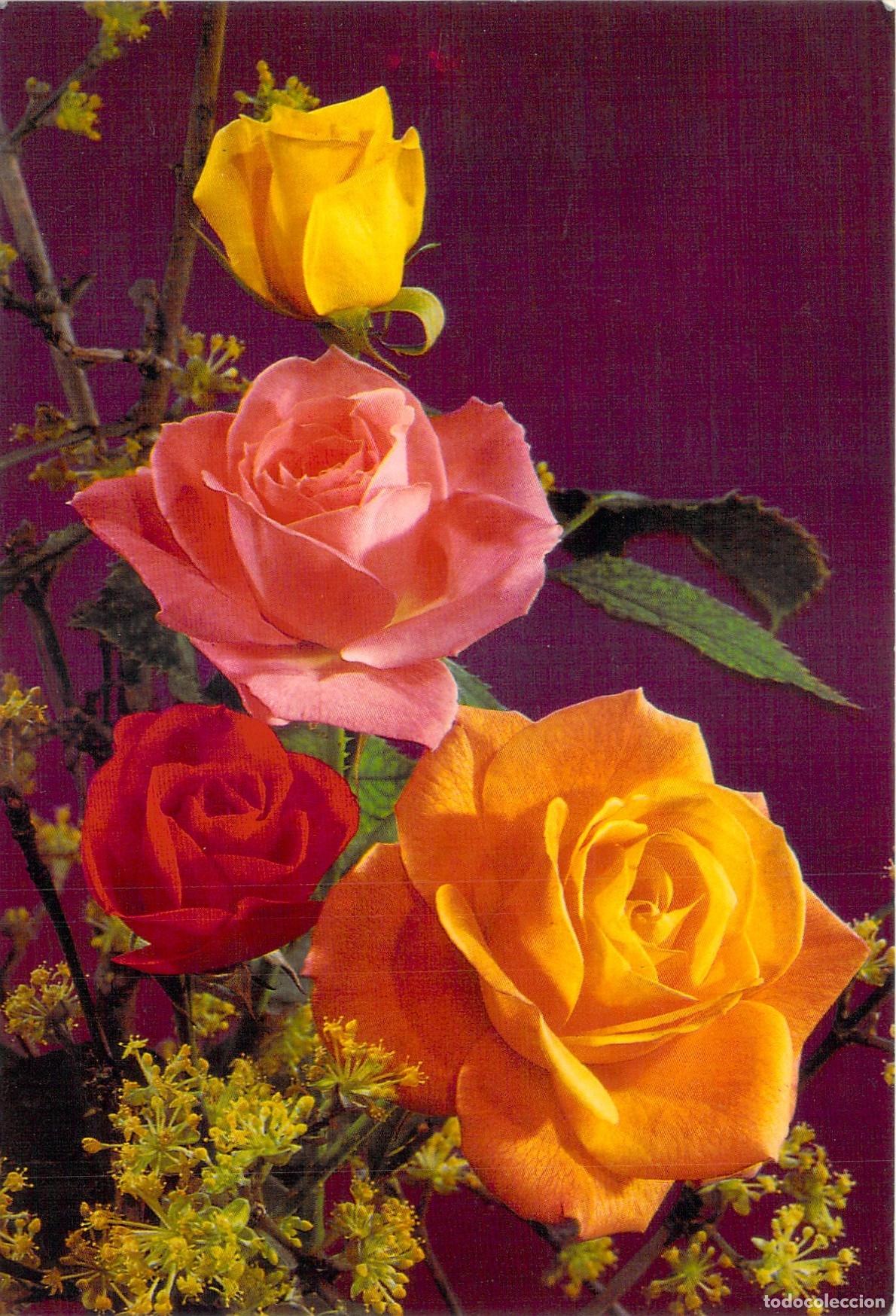 Postales: Postal de ramo de rosas coloridas