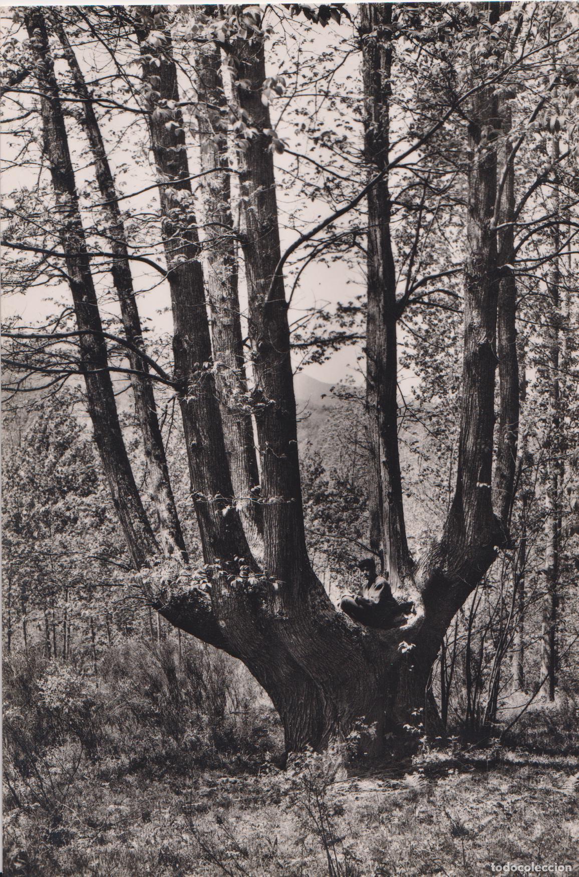 Postales: VILADRAU (GIRONA) CASTANYER DE LES NOU BRANQUES &ndash; A.ZERKOWITZ 12729 &ndash; CIRCULADA 1964