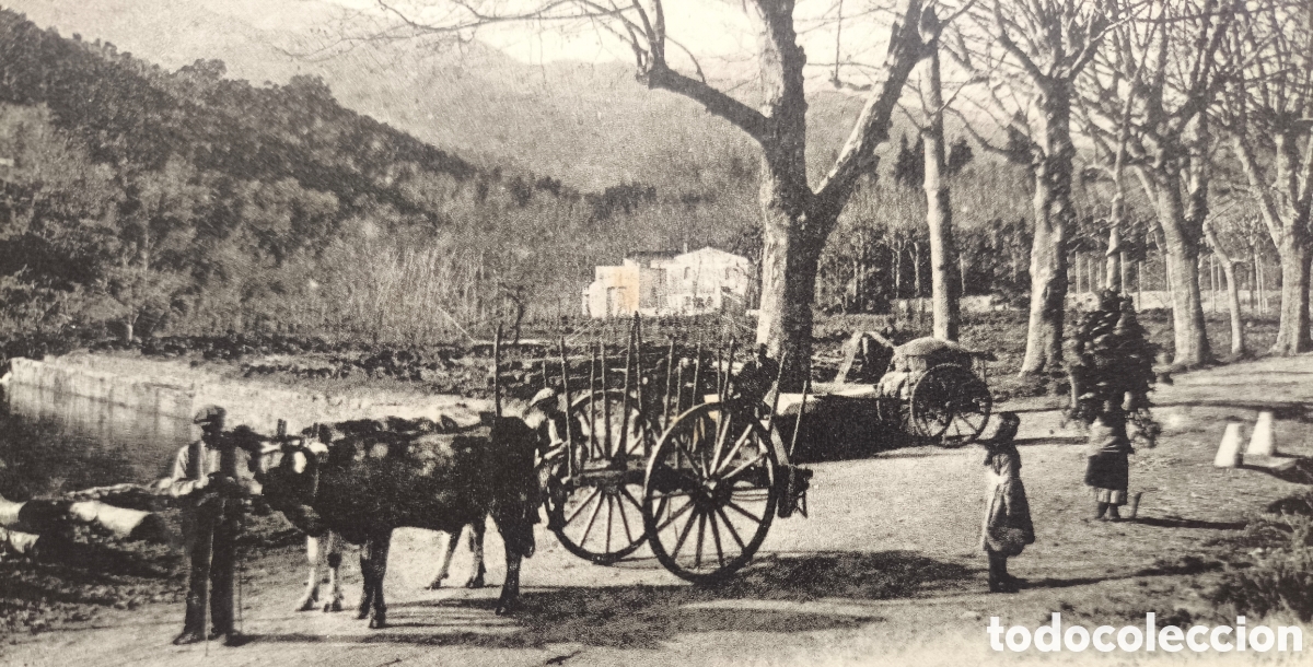 Postales: ARB&Uacute;CIES CTRA. VILADRAU AL MONTSENY POSTAL ANIMADA FOTOTIPIA LA SELVA GIRONA C. 1915