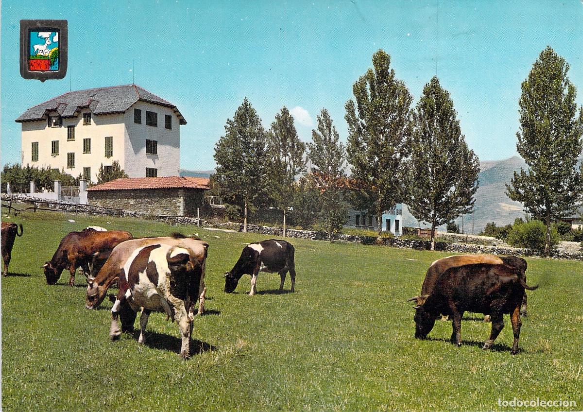 Postales: Postal de Alp Girona con vacas en el paisaje