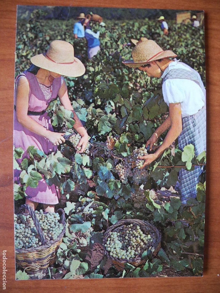 Postales: Cavas Codorniu. Vendimia. Nueva