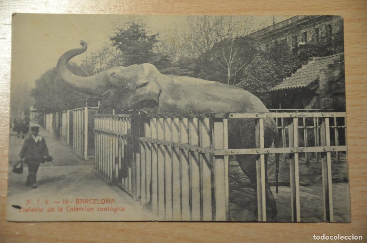 Postales: postal barcelona, elefante de la coleccion zoologica, atv 19