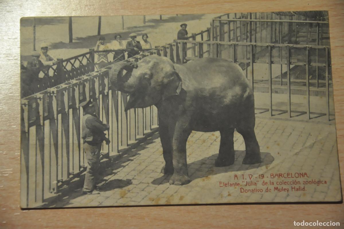 Postales: postal barcelona, elefante julia de la coleccion zoologica, atv 19