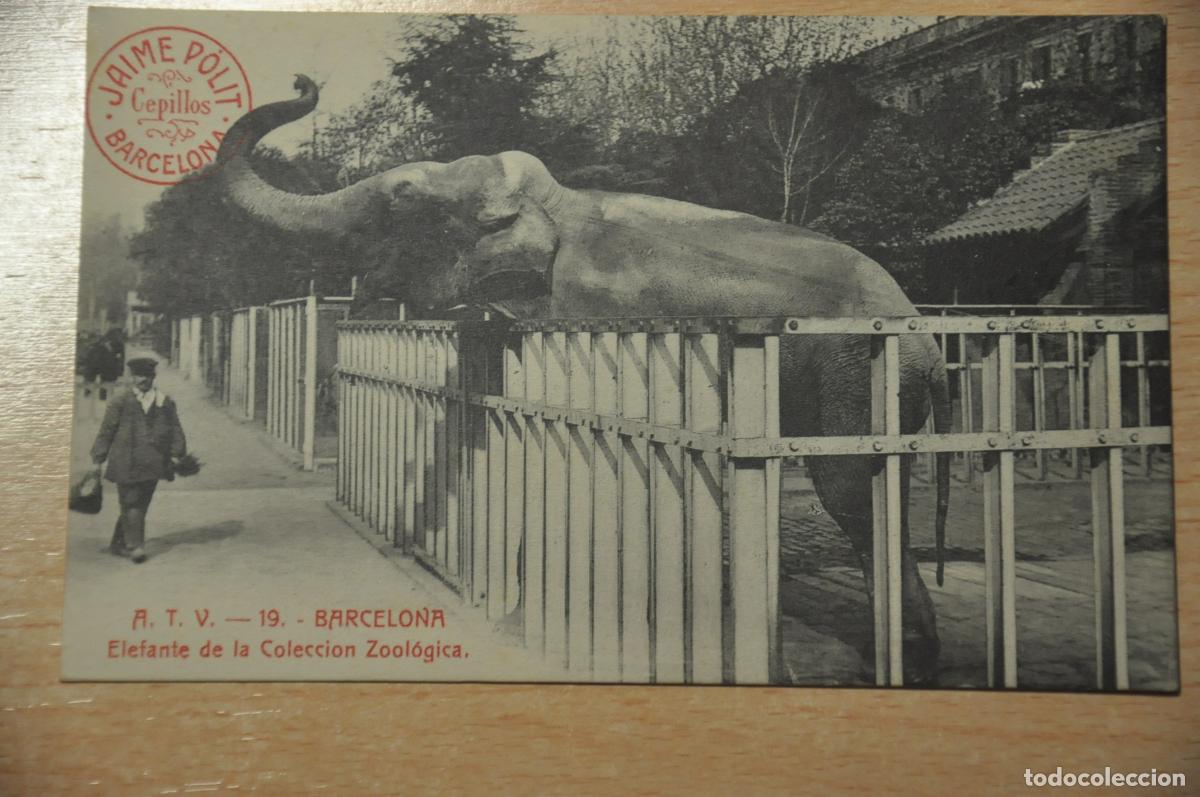 Postales: postal barcelona, elefante de la coleccion zoologica, atv 19