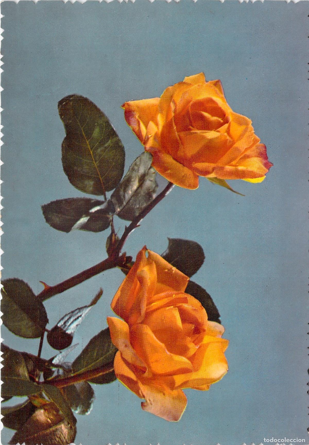 Postales: Postal con ilustraci&oacute;n de rosas amarillas