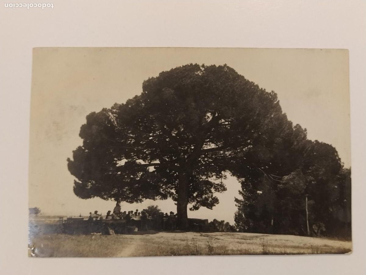 Postales: LLORET DE MAR - PI DE SANTA CRISTINA - FOTOGRAFICA - POSTAL ANTIGUA (116.551)