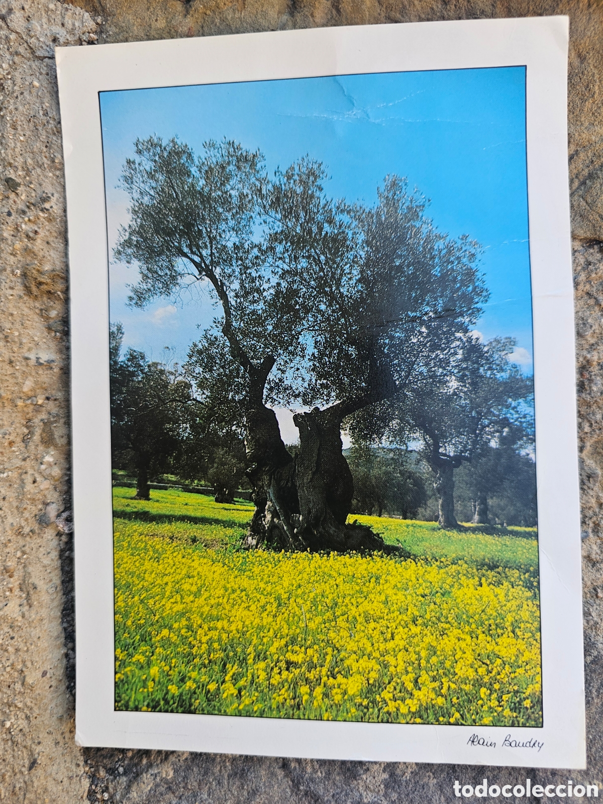 Postales: Postal grande Oliverar (Olea europaea) Pa&iuml;sos Catalans - Fotograf&iacute;a Alain Baudry (1985/1988)