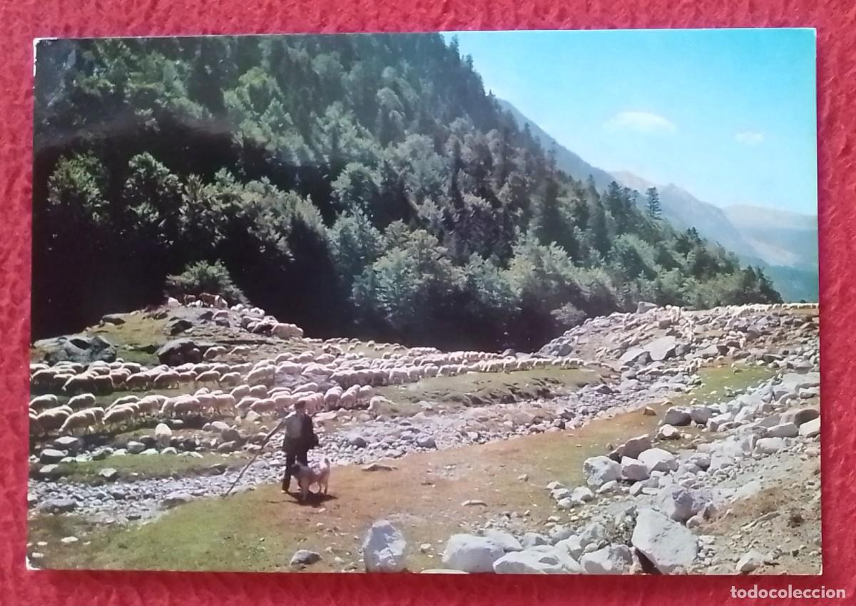 Postales: ANTIGUA POSTAL POST CARD PIRINEOS CENTRALES REBA&Ntilde;O EN EL VALLE, FLOCK IN THE VALLEY..PASTOR SHEPHERD