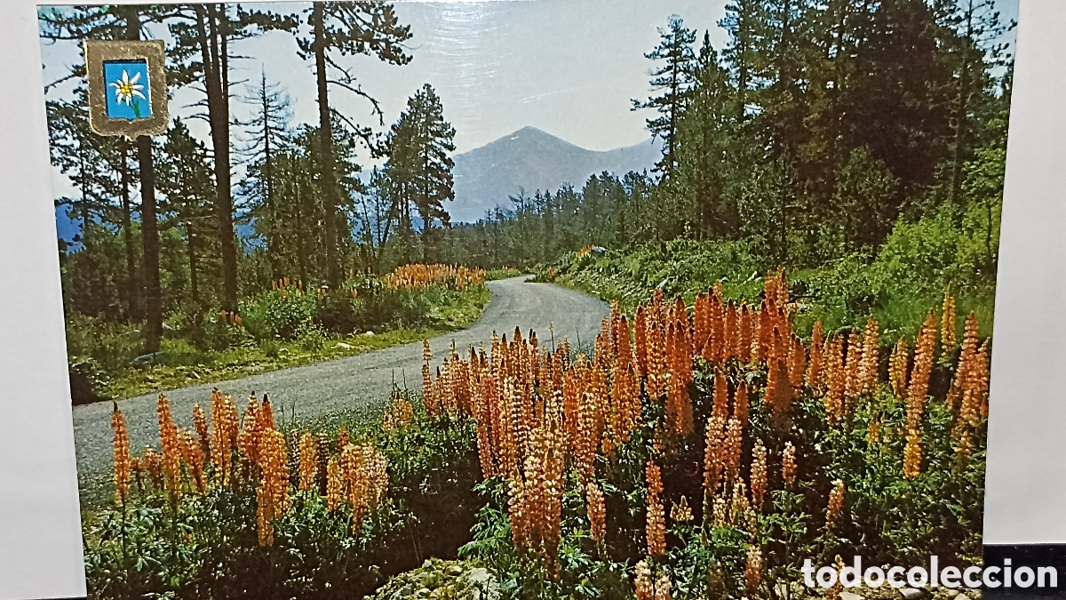 Postales: MINT!!! La ruta forestal la Cerda&ntilde;a francesa