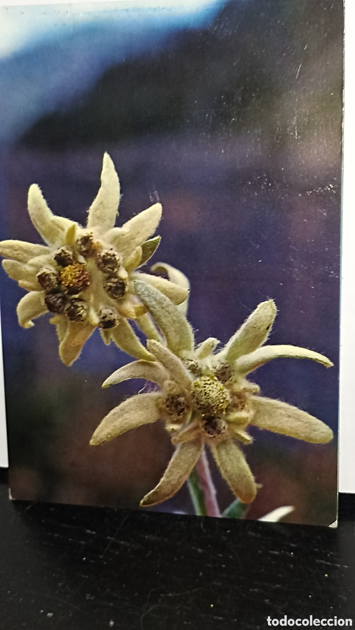 Postales: Flor del nieve Edelweiss Pirineos