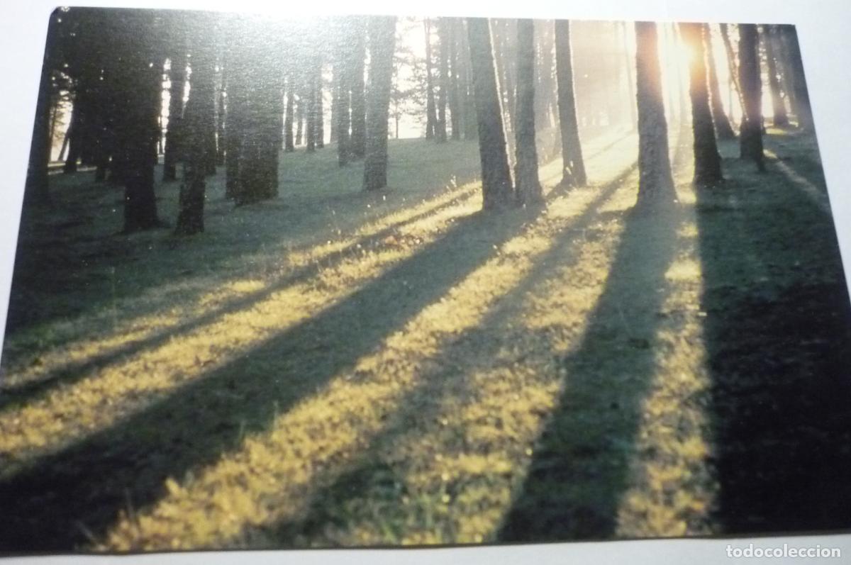 Postales: postal naves la selva colonias