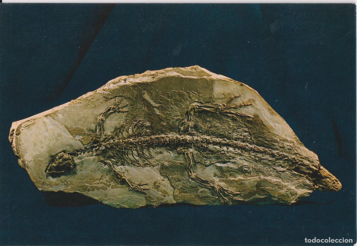 Postales: BARCELONA, MUSEO DE GEOLOGIA, ALLIGATORIUM DEPERETI VIDAL - A.ZERKOWITZ - S/C