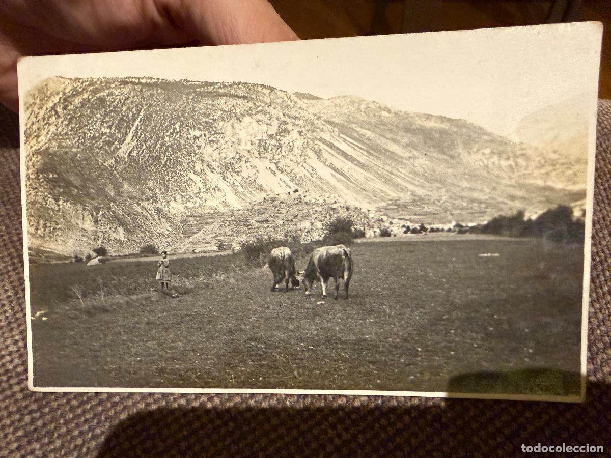 Postales: G&oacute;sol - Bergued&agrave; - postal fotogr&agrave;fica - Pasturant les vaques
