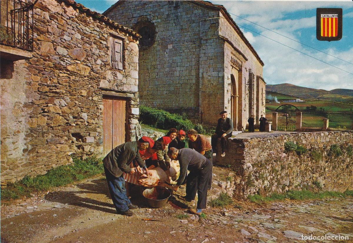 Postales: CATALUNYA T&Iacute;PICA, MATAN&Ccedil;A DEL PORC A MOLL&Oacute; - ESCUDO DE ORO N&ordm;3318 - S/C