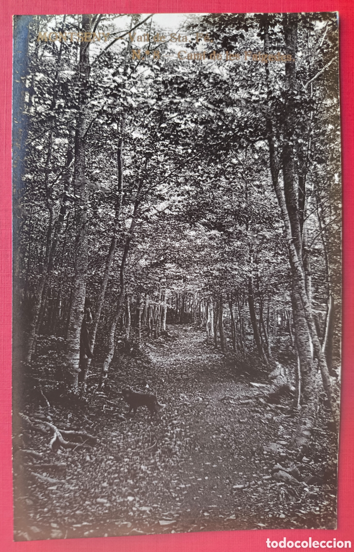 Postales: MONTSENY VALL STA. F&Eacute; CAM&Iacute; FAGEDES POSTAL FOTOGR&Aacute;FICA C. 1920