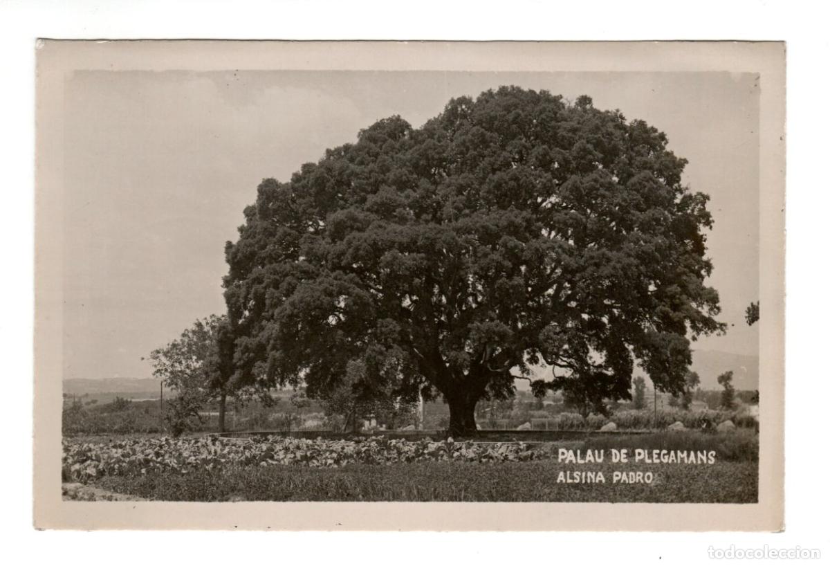 Postales: BONITA POSTAL FOTOGRAFICA - PALAU DE PLEGAMNS - BARCELONA - ALSINA PADRO -