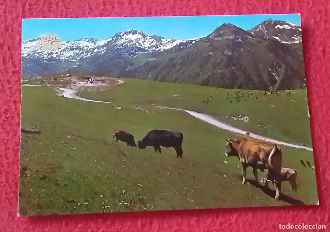 Postales: ANTIGUA POSTAL POST CARD VALL D&acute;ARAN VALLE DE AR&Aacute;N PLA LLANO DE BERET LLEIDA L&Eacute;RIDA..GANADO VACAS...