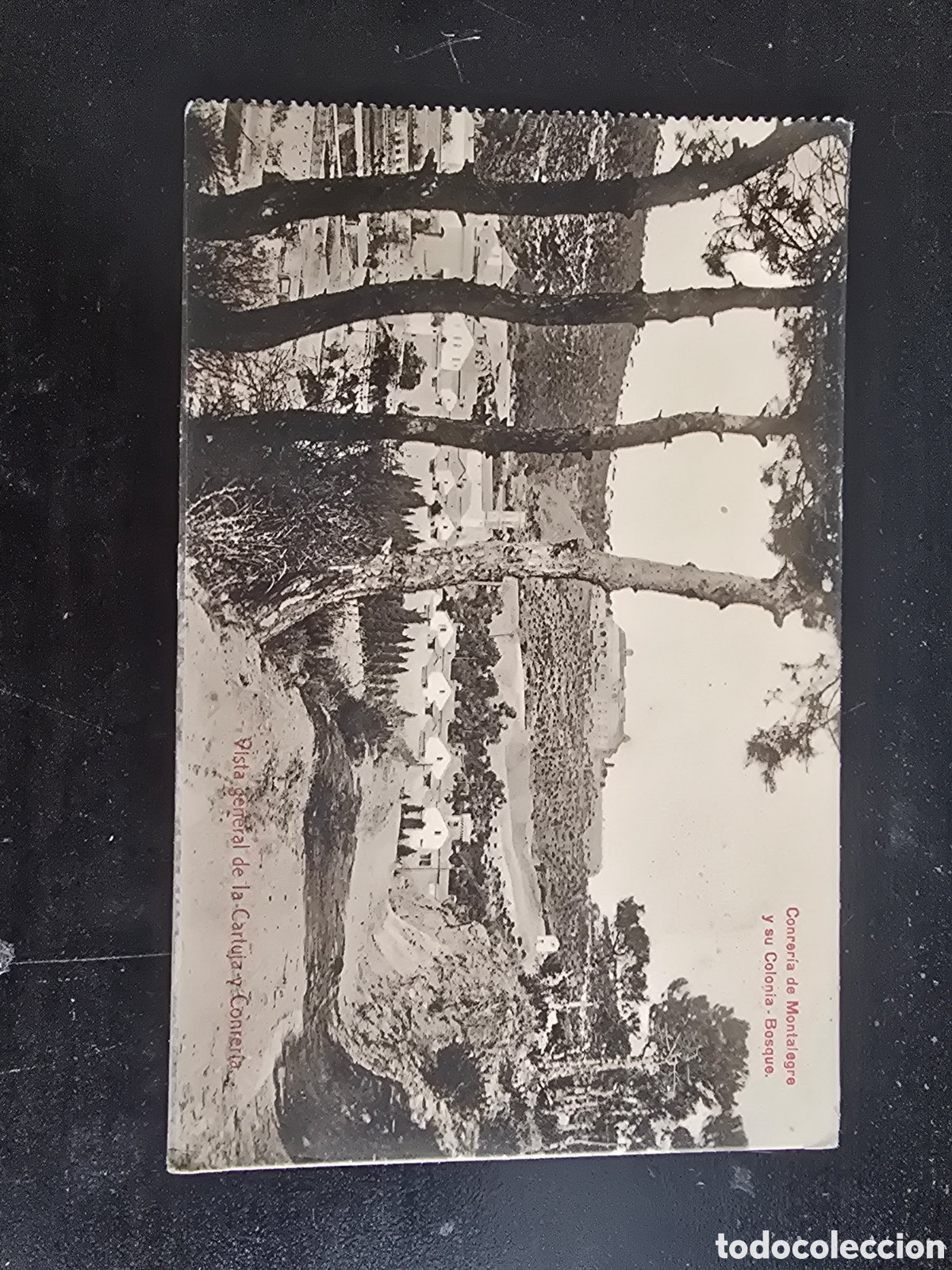 Postales: POSTAL CONRER&Iacute;A DE MONTALEGRE Y SU COLONIA BOSQUE. TIANA