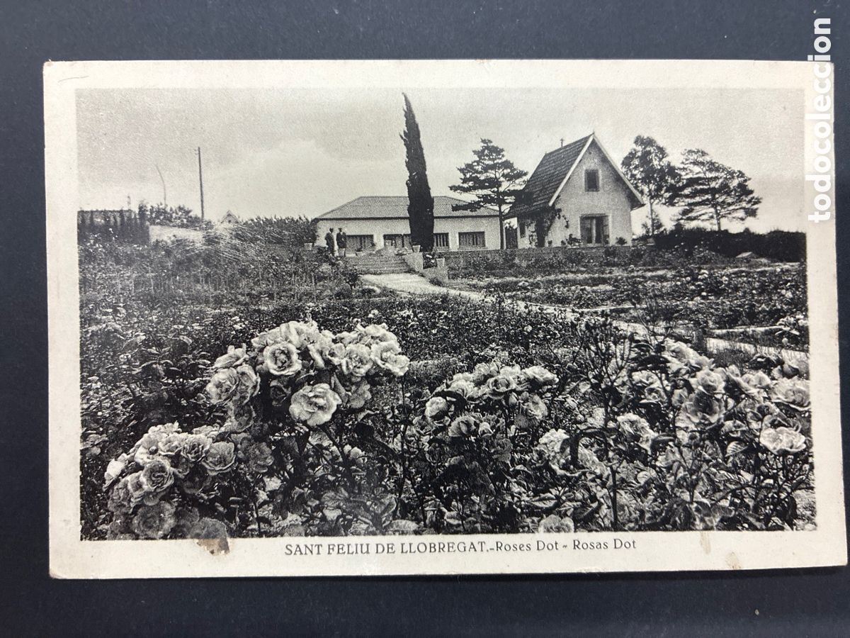 Postales: POSTAL SANT FELIU DE LLOBREGAT ROSES DOT SIN CIRCULAR