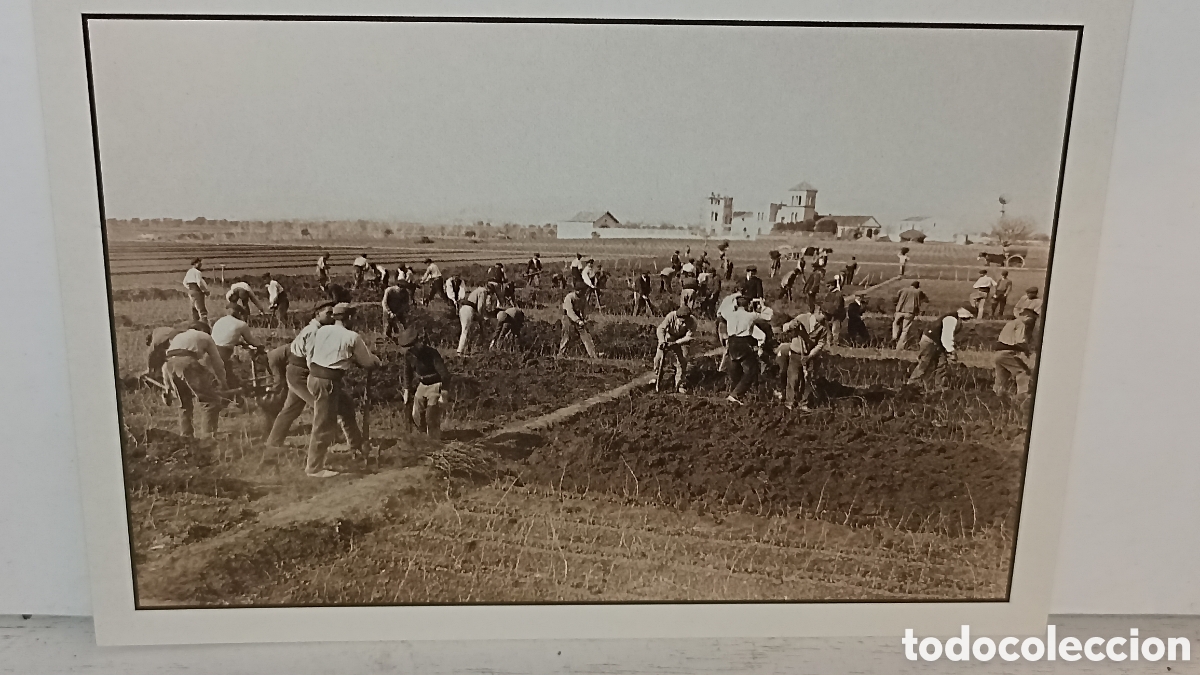 Postales: MINT 17/12 cm pagesos plantando SEPS americano 1905