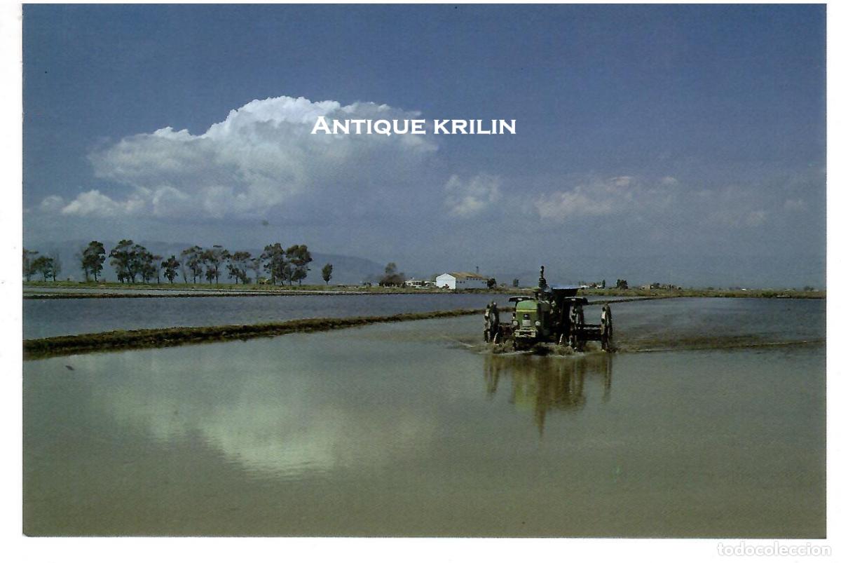 Postales: TARRAGONA / DELTEBRE N&ordm; 7 SIEMBRA DEL ARROZ / FOTO SILAGO / SIN FRANQUEAR