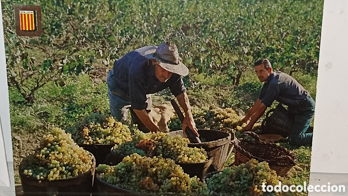 Postales: MINT la verema Catalunya t&iacute;pica