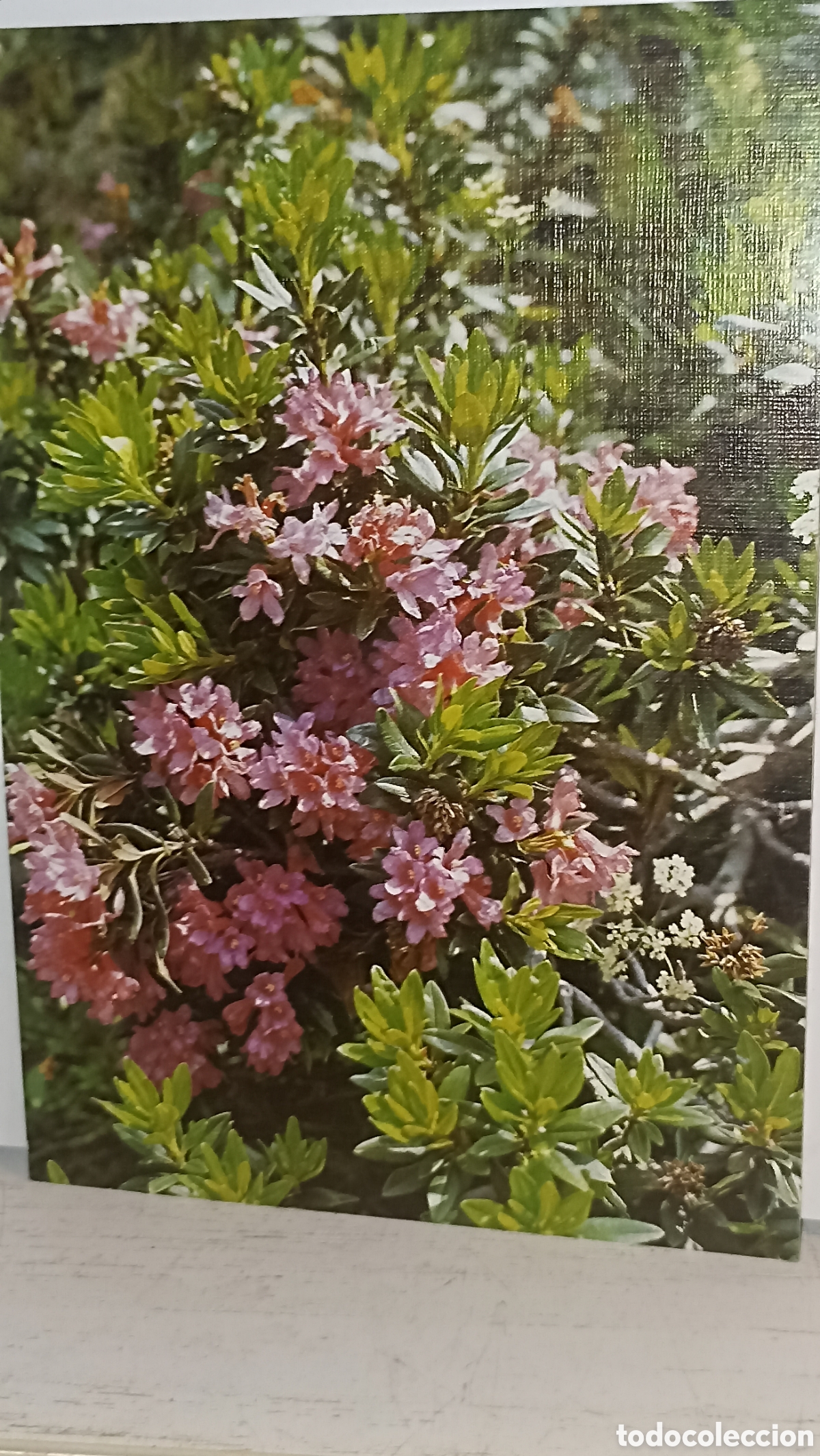 Postales: Mint rododendro la flora pirineaca Catalu&ntilde;a