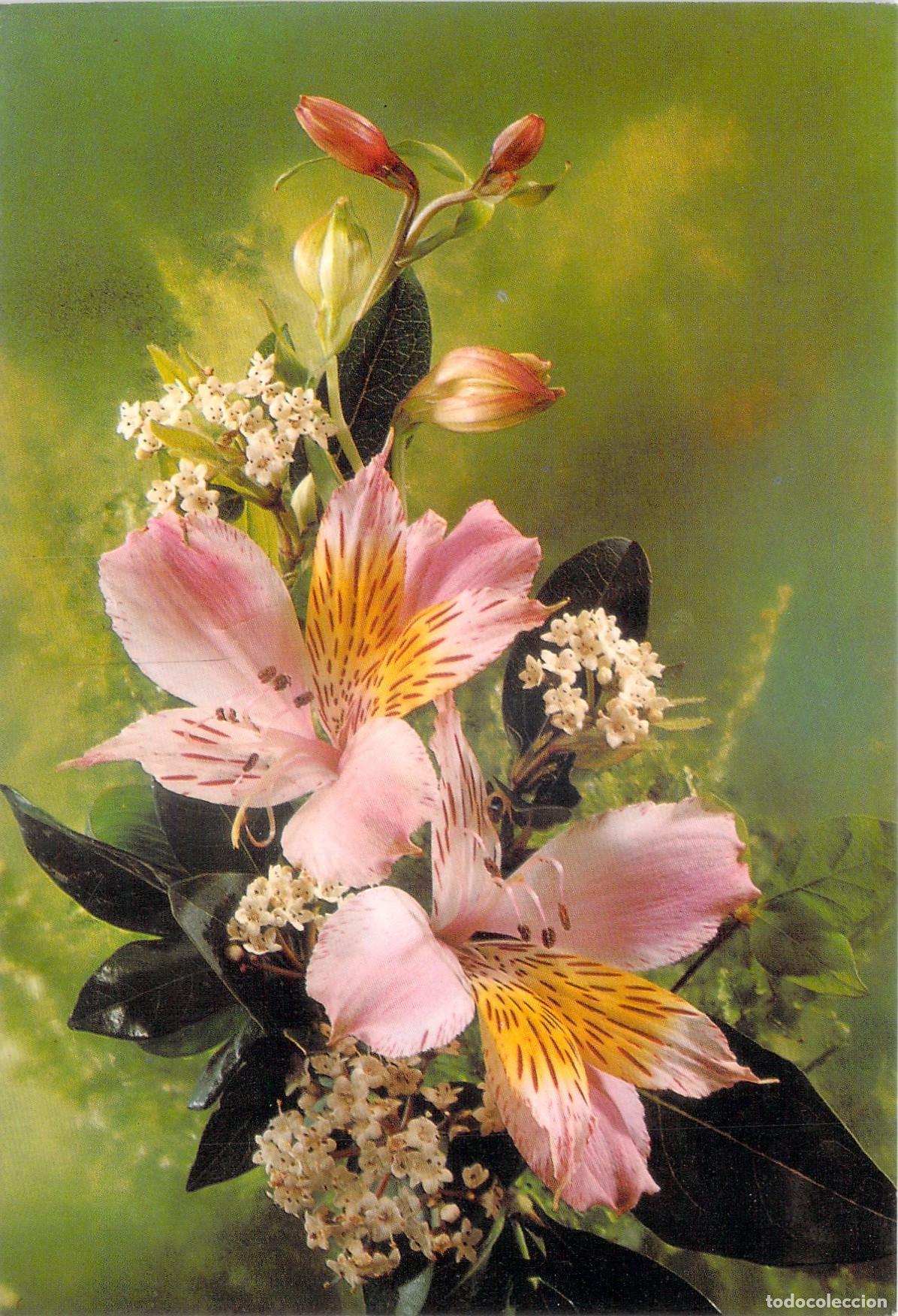 Postales: Postal con ilustraci&oacute;n de flores Alstroemeria