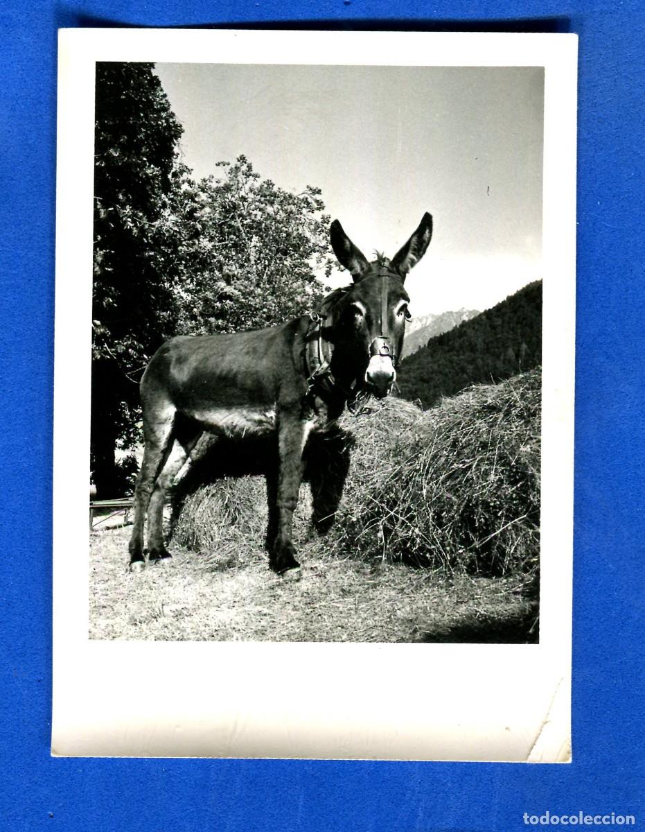 Postales: POSTAL ESCRITA PERO NO CIRCULADA COLECION PIRINEOS (BURRO) 2710 BURRO EDITA D&acute;ARTPY
