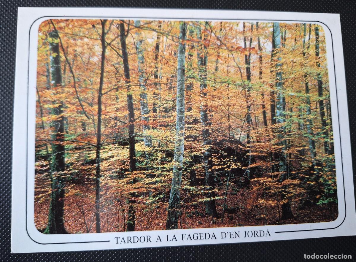 Postales: SANTA PAU - LA GARROTXA (GERONA) - POSTAL COLOR ANTIGUA - TARDOR A LA FAGEDA D&acute;JORDA- SIN CIRCULAR
