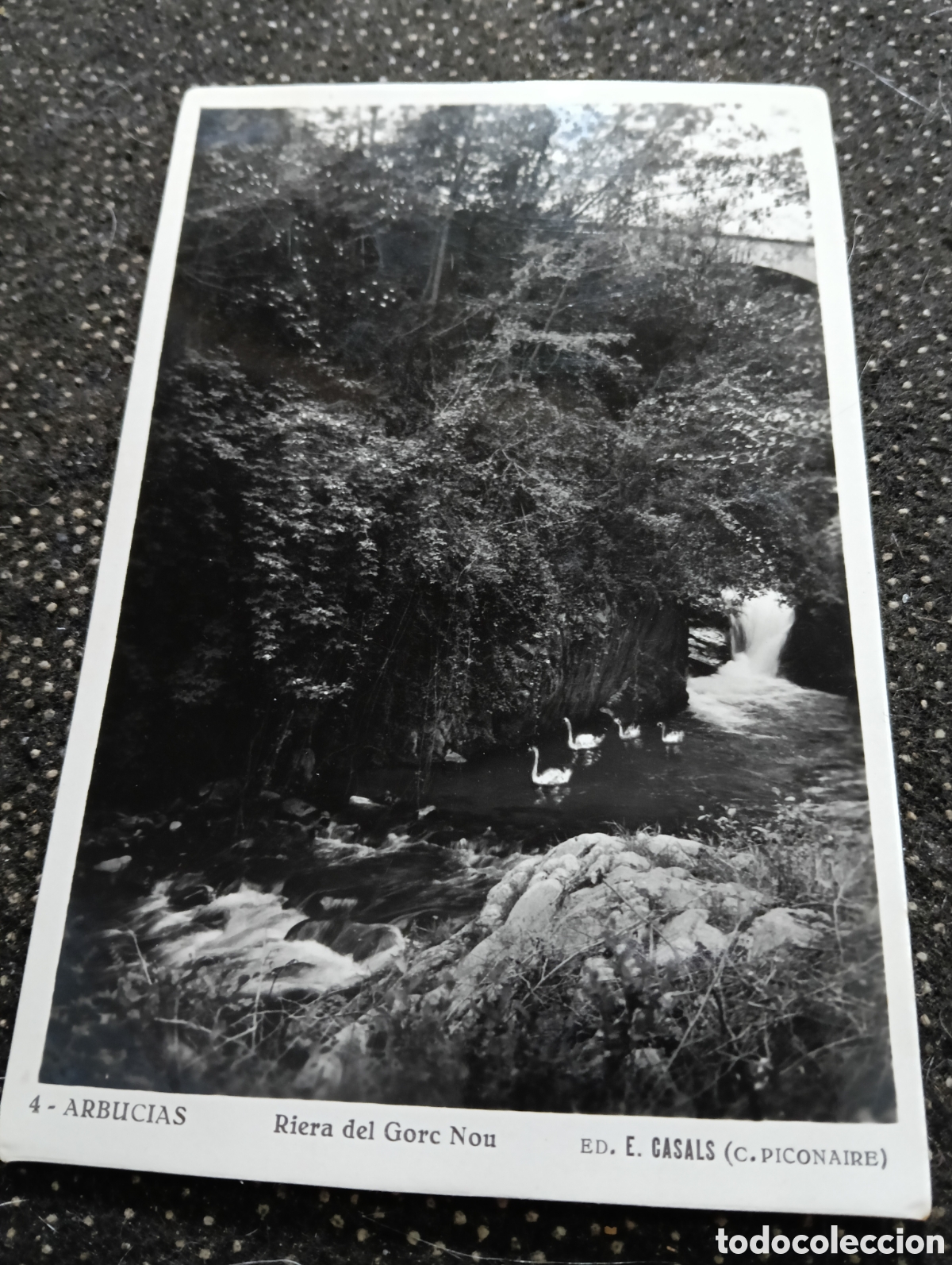 Postales: La Selva Arbusias Gerona paisaje del Gorc Nou y las ocas o cisnes.