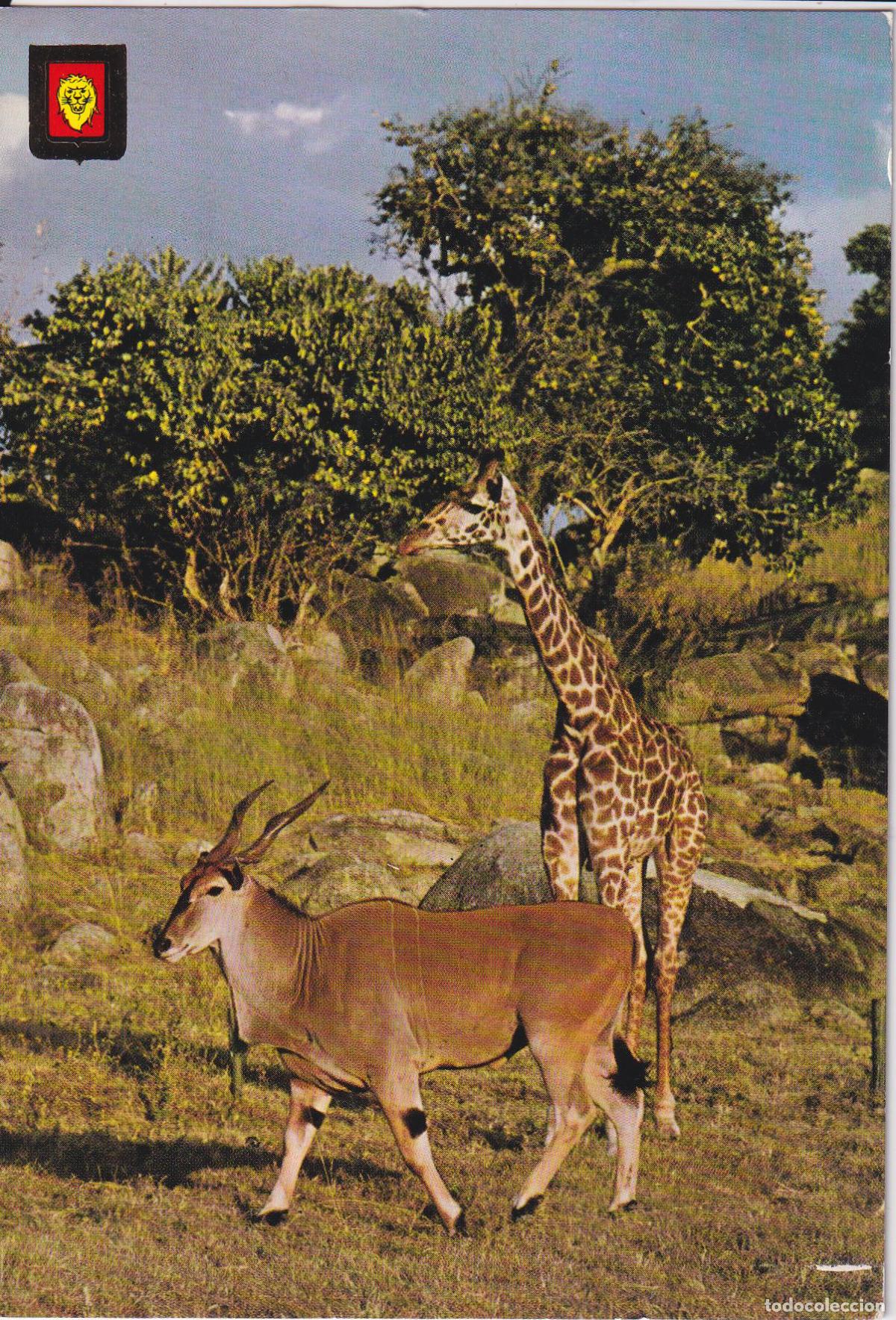 Postales: ALBI&Ntilde;ANA (TARRAGONA) RIO LE&Oacute;N SAFARI PARK, ANIMALES SALVAJES - ESCUDO DE ORO N&ordm;5 - S/C