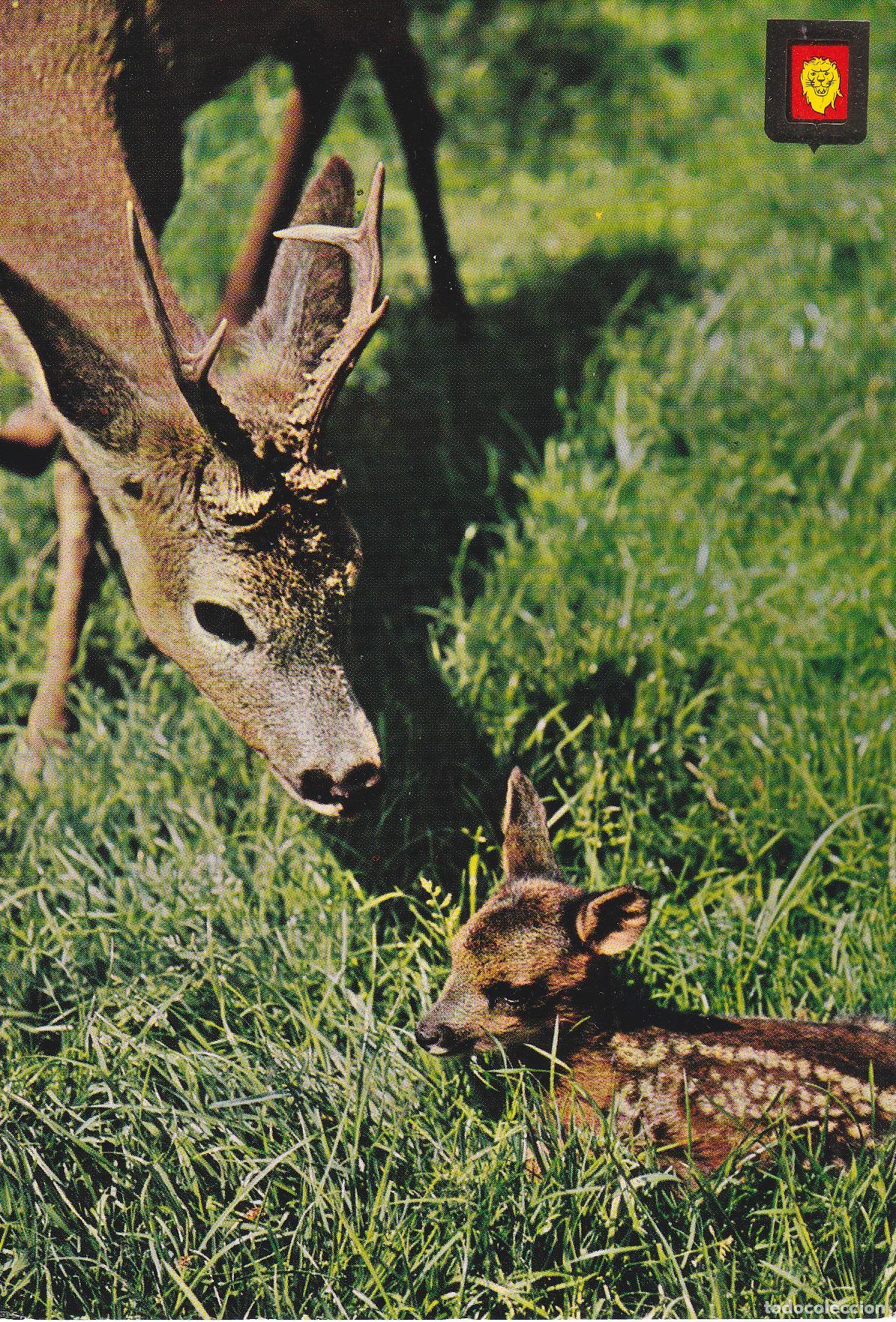 Postales: ALBI&Ntilde;ANA (TARRAGONA) RIO LE&Oacute;N SAFARI PARK, ANIMALES SALVAJES - ESCUDO DE ORO N&ordm;9 - S/C