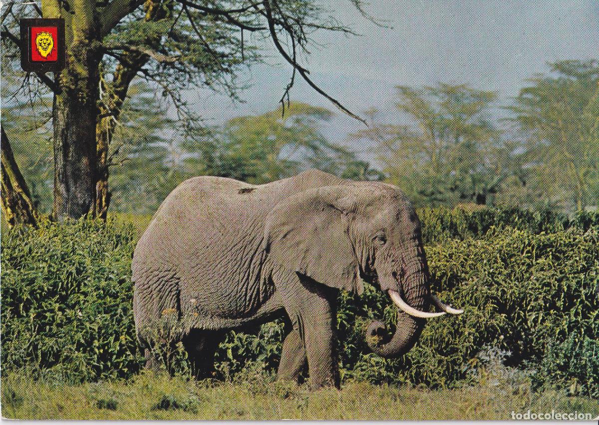 Postales: ALBI&Ntilde;ANA (TARRAGONA) RIO LE&Oacute;N SAFARI PARK, ANIMALES SALVAJES - ESCUDO DE ORO N&ordm;10 - S/C