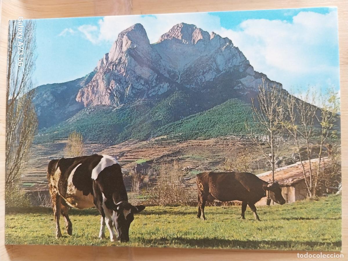 Postales: SALDES PEDRAFORCA ALT BERGUEDA ED FOTO CINE LUIGI 1154 SC ORIGINAL PAISAJE VACAS